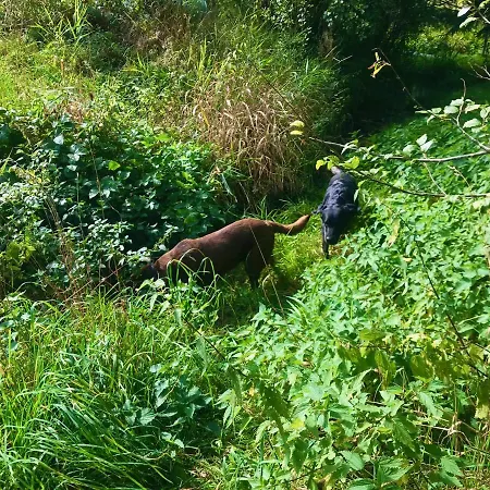 Prázdninový dům Gezellige Typisch Ardense Woning Met Jacuzzi En Grote Afgesloten Tuin In Prachtige Omgeving Houffalize